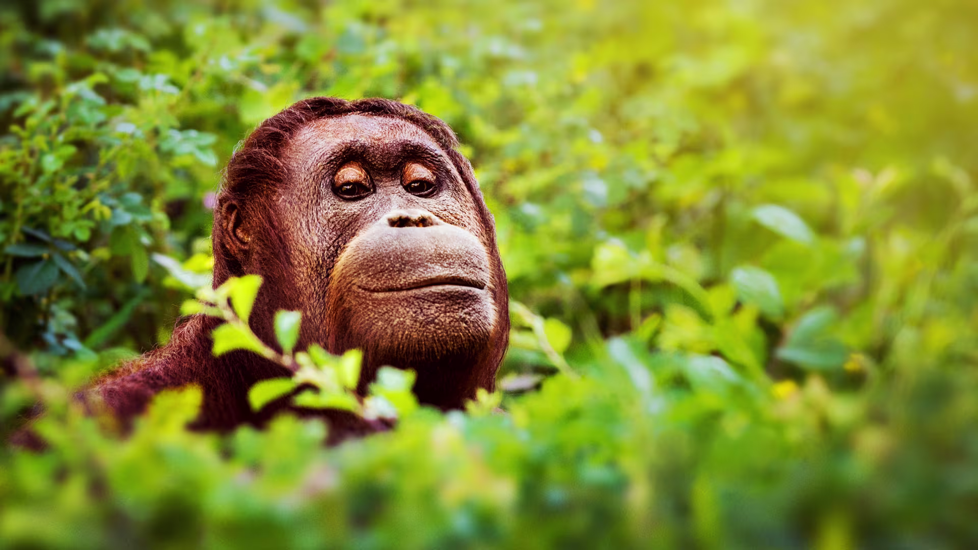 Scenic view of Borneo