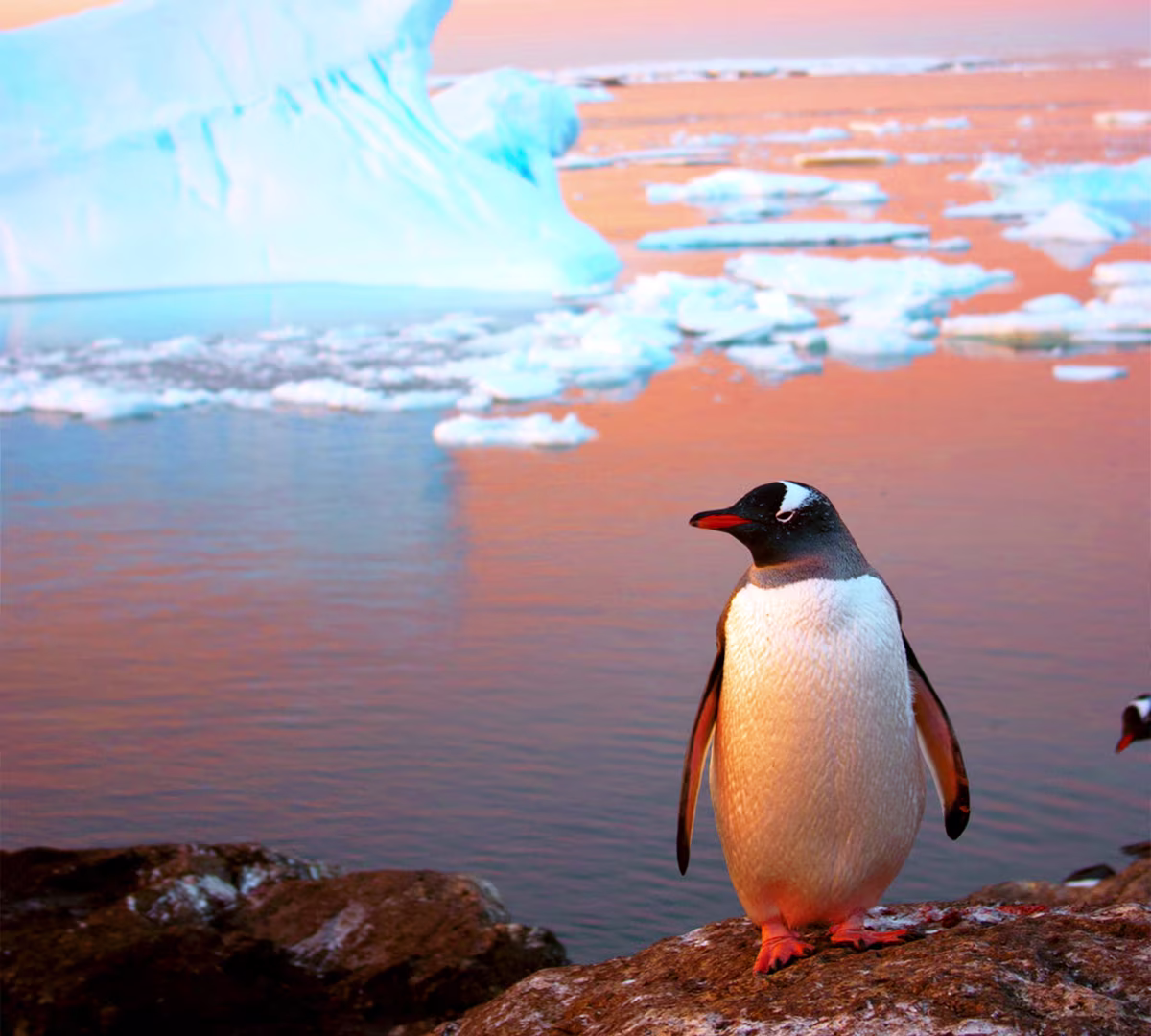 Antarctic Peninsula 