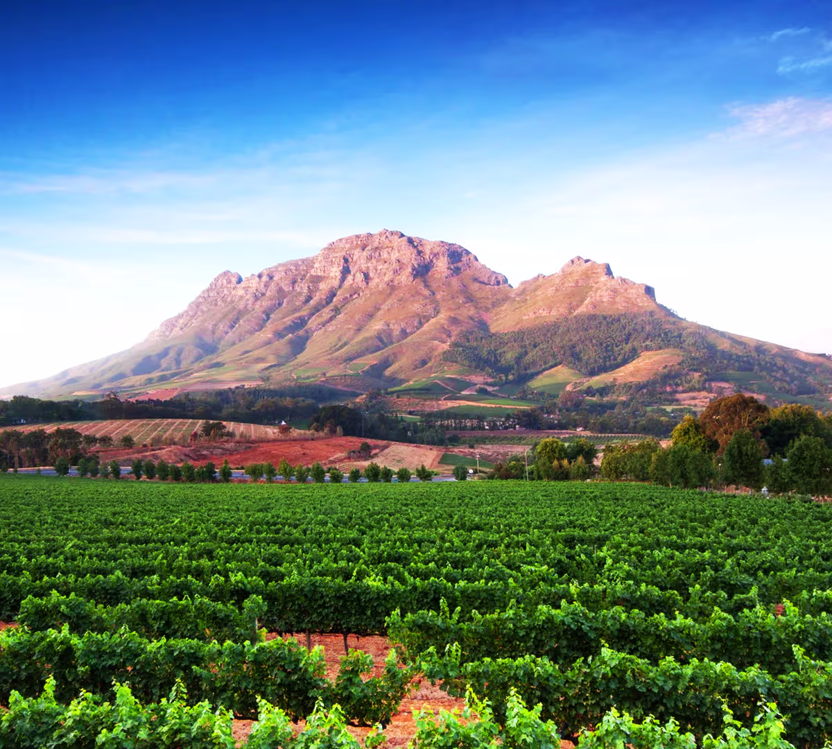 Cape Winelands – Stellenbosch