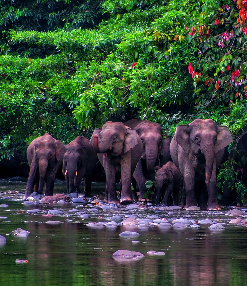 Kinabatangan River 
