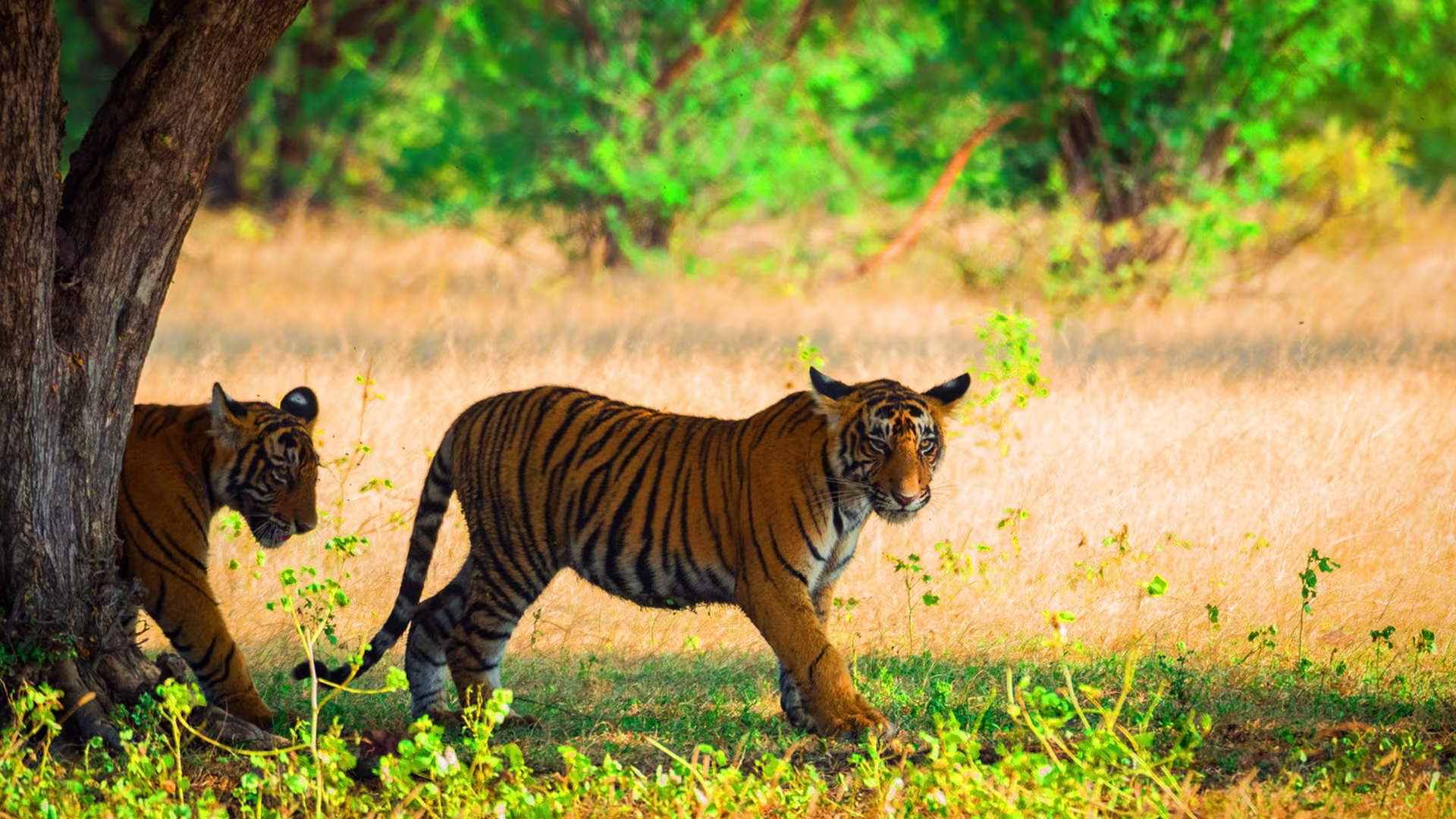 Scenic view of Ranthambore