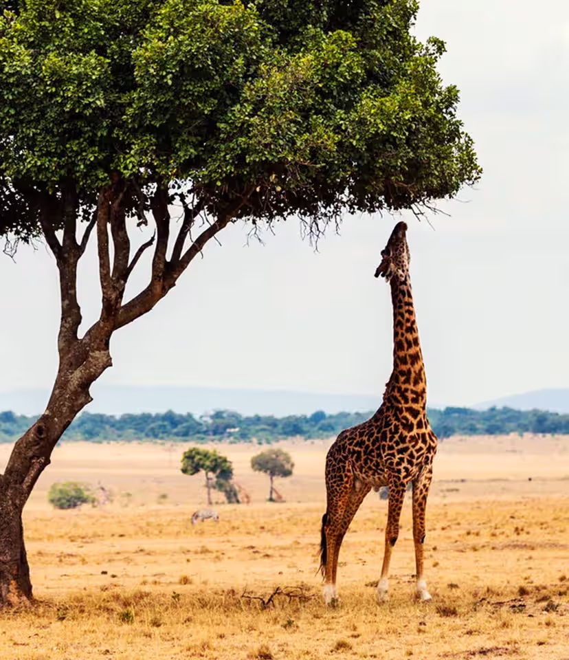 Kenya Safari  Holidays
