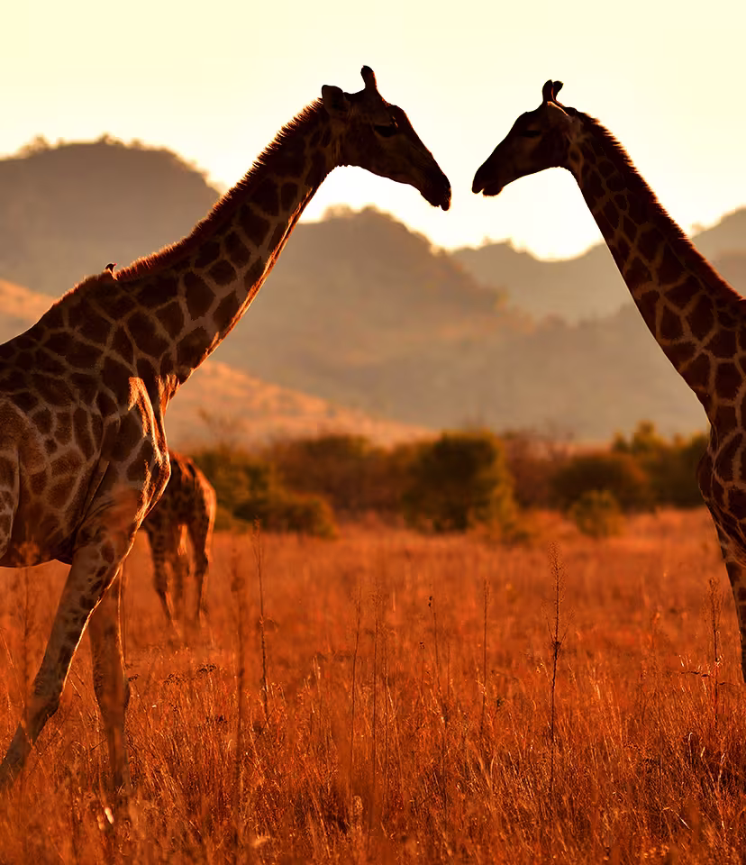South Africa Safari  Holidays