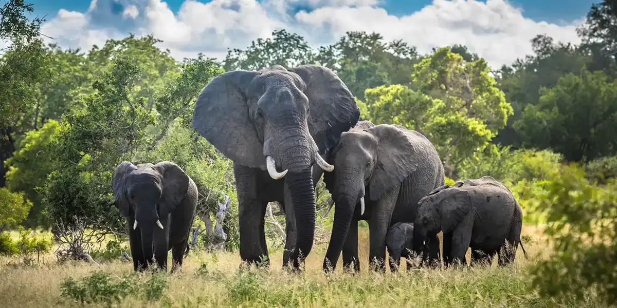 South Africa: Safari, Falls & Vineyards