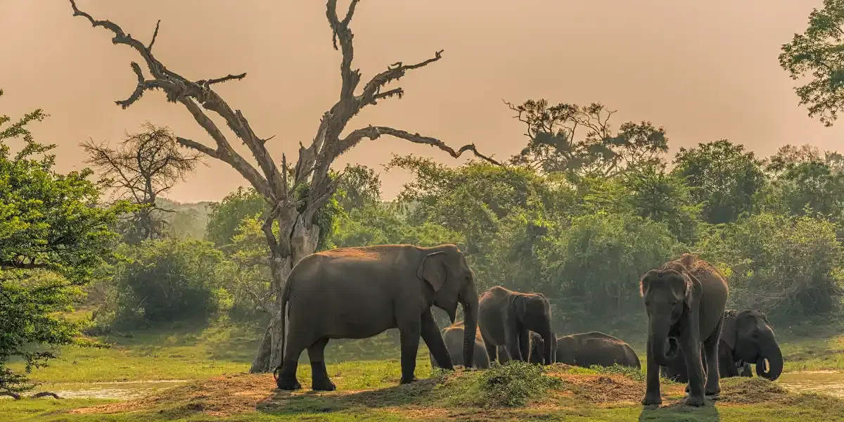 Sri Lanka Tour: Heritage, Safaris & Culture