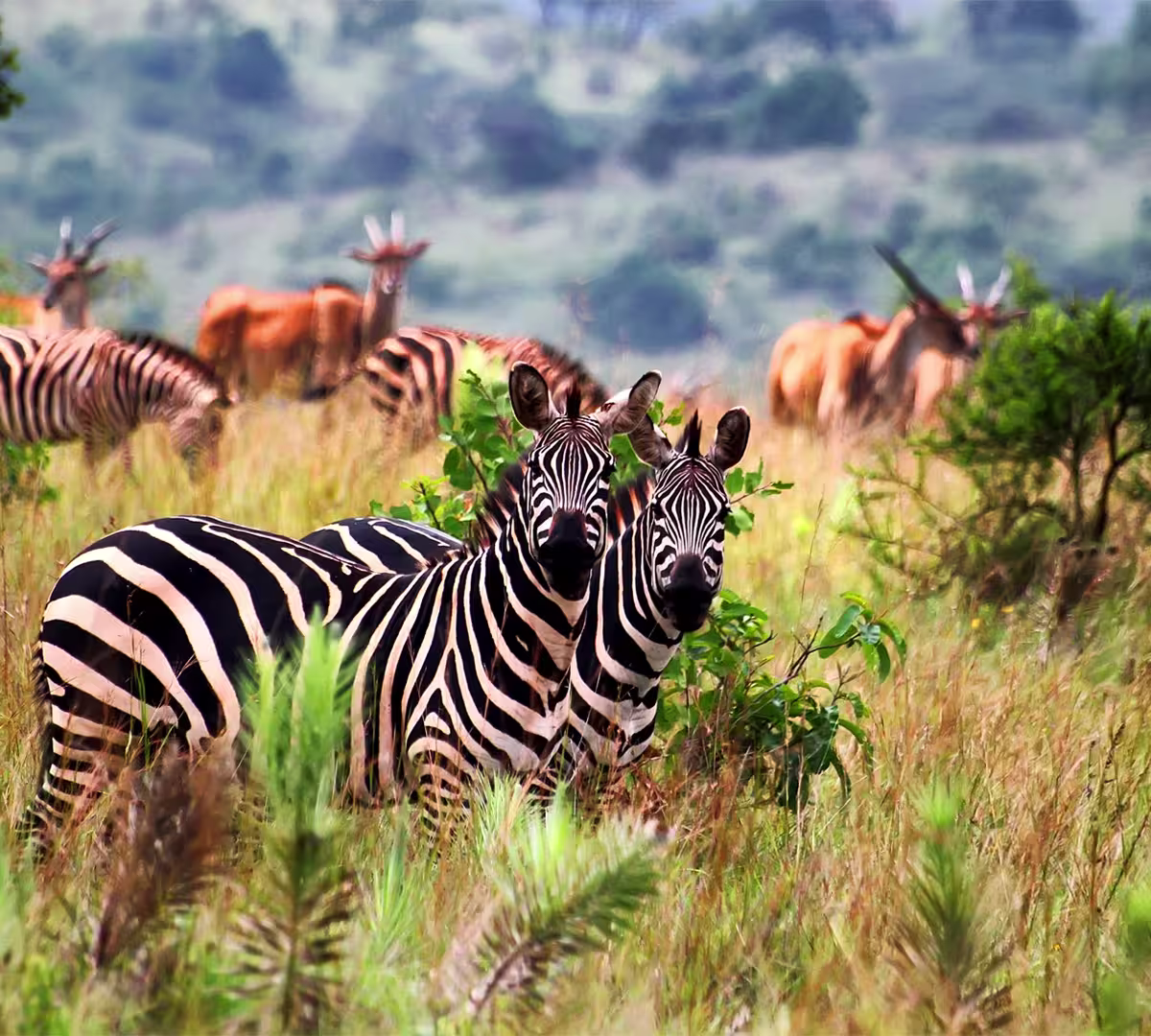 Akagera National Park