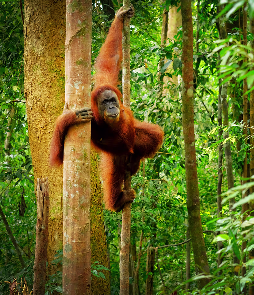 Borneo Malaysia