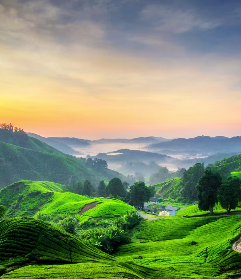 Cameron Highlands