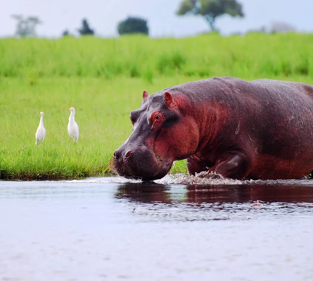 Chobe National Park