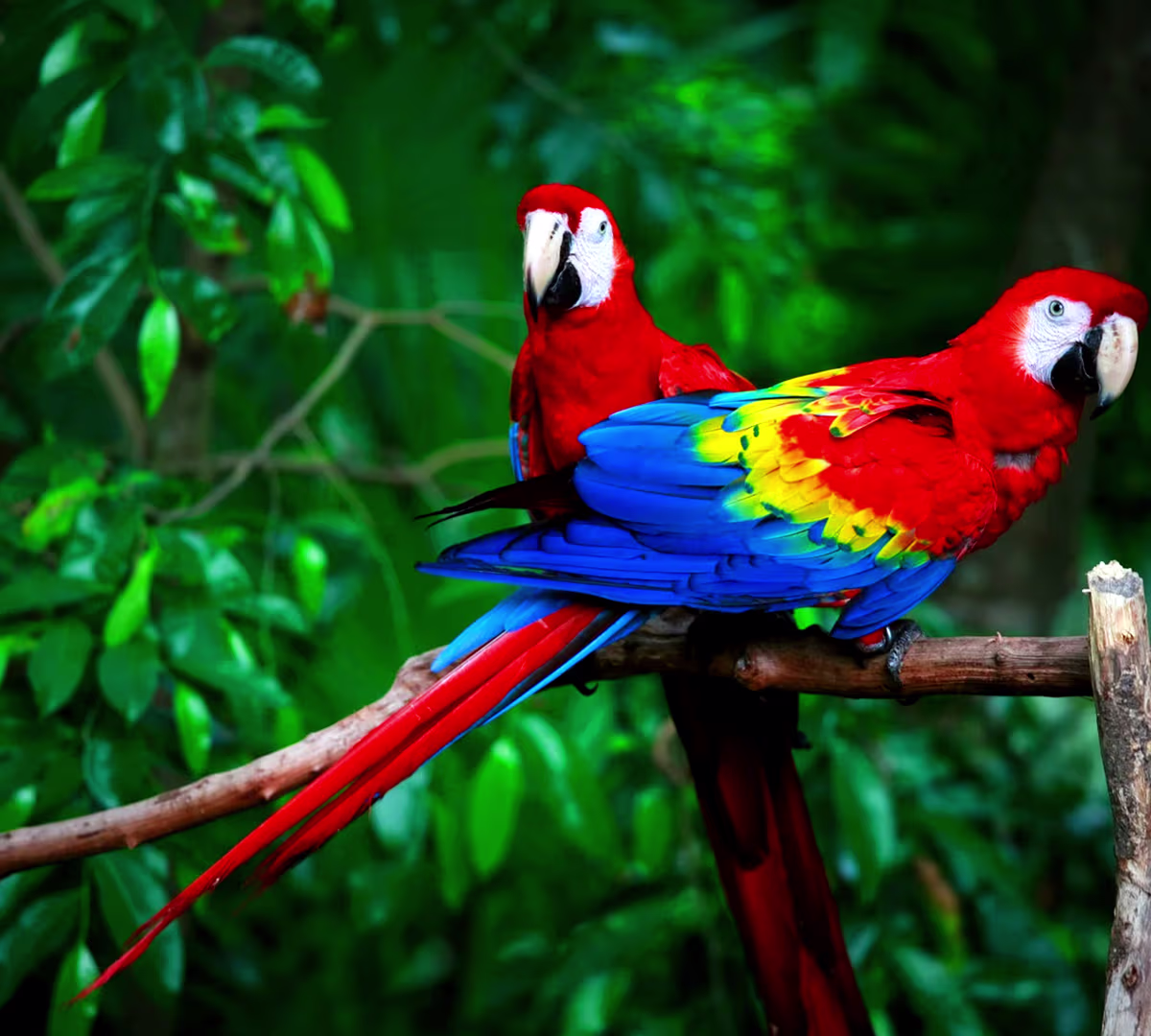 Corcovado National Park, Osa Peninsula