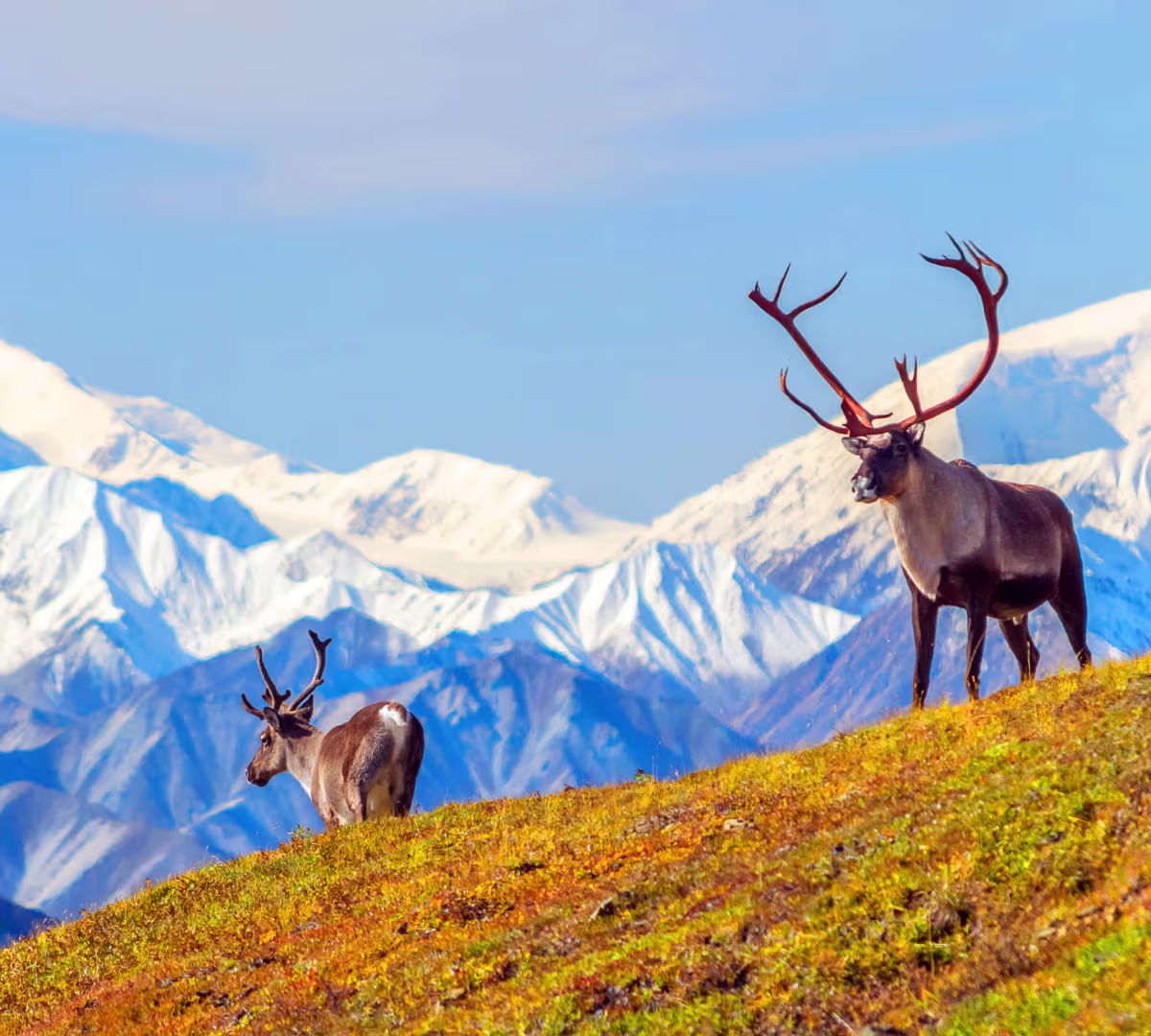 Denali National Park