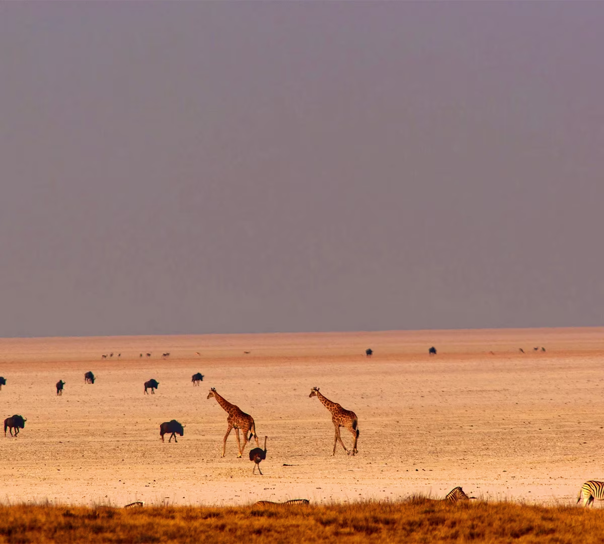 Etosha National Park
