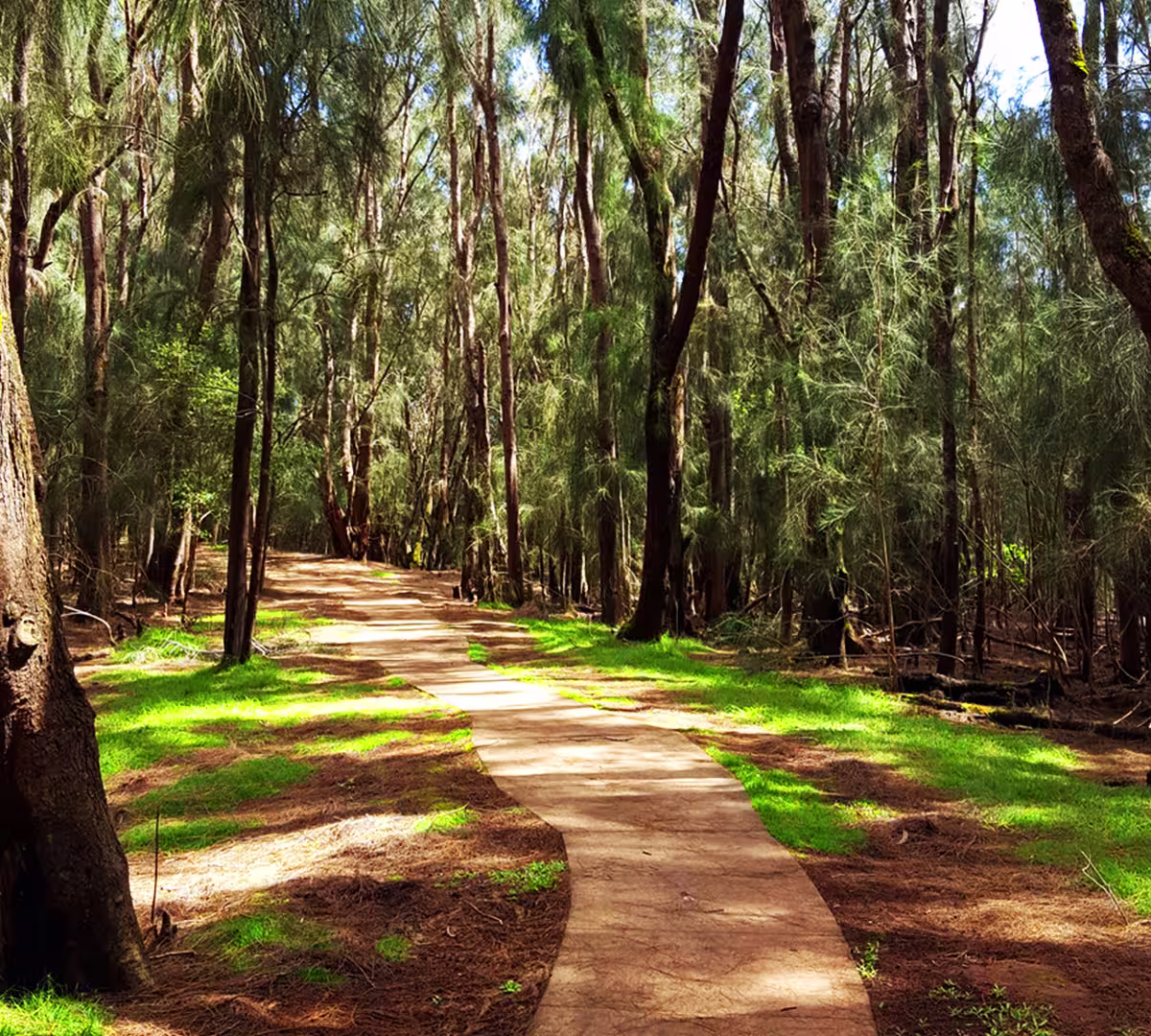 Iron Wood Forest (Na Uyana Aranya)