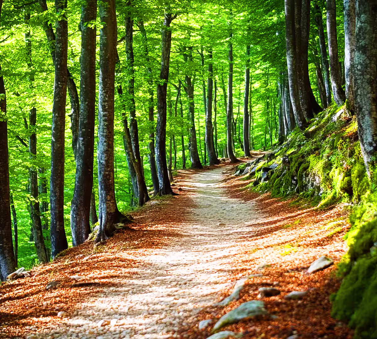Laurisilva Forest (Rabaçal Area)