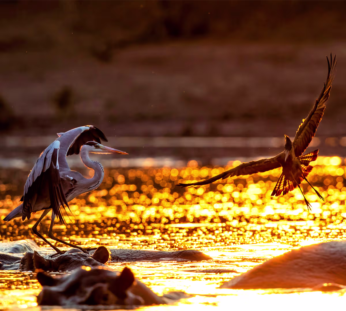 Mana Pools National Park