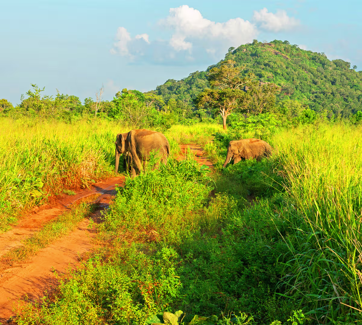 Minneriya National Park