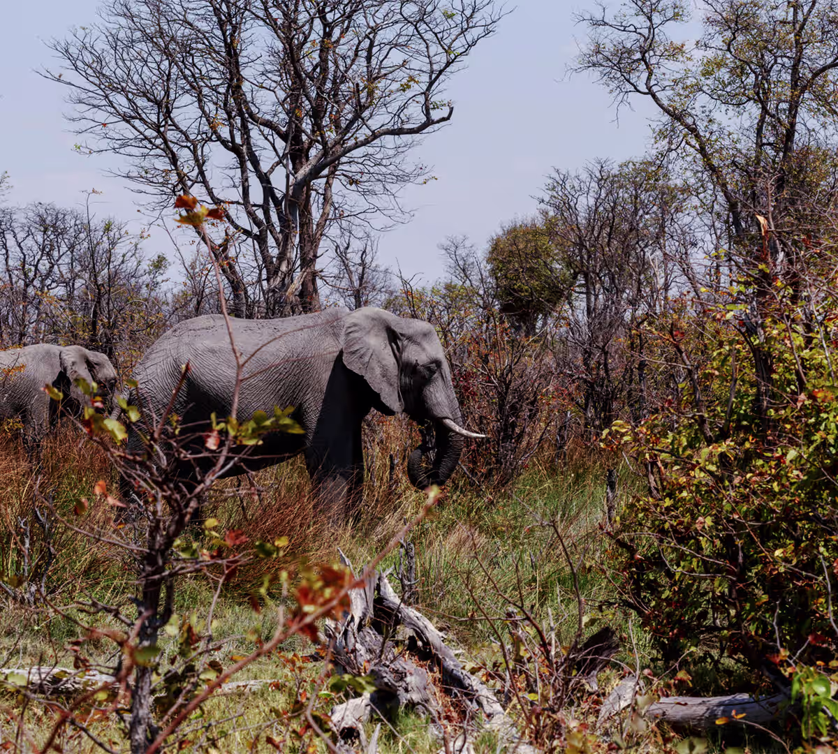 Moremi Game Reserve
