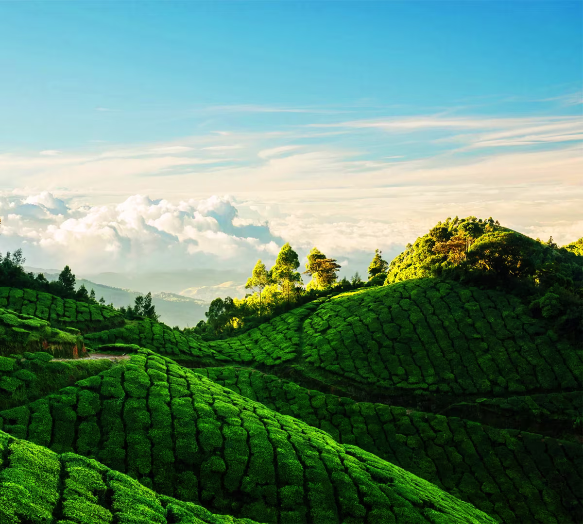 Munnar – Tea Hills & Misty Viewpoints