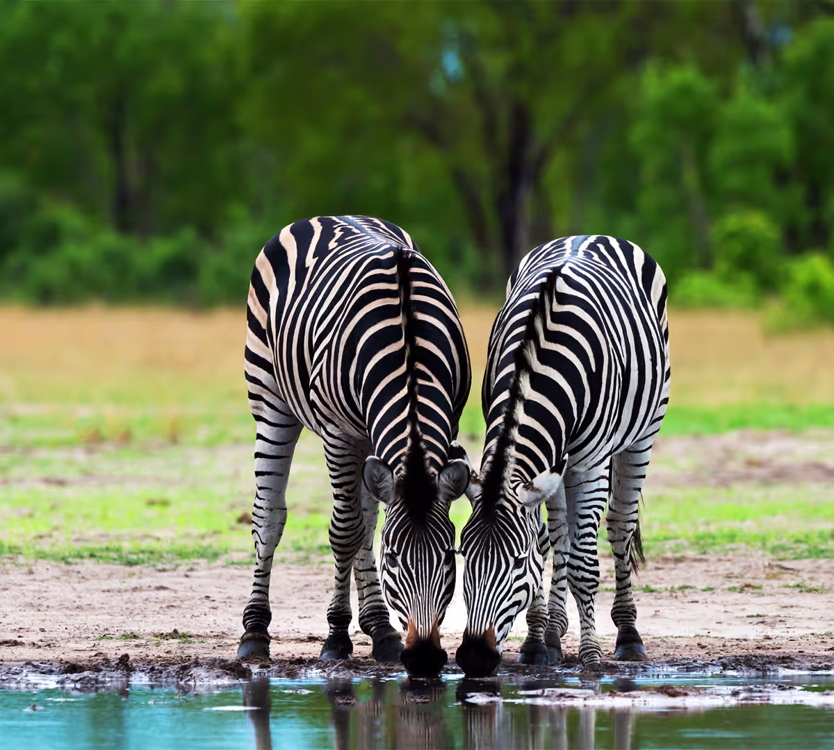 Ngorongoro Crater