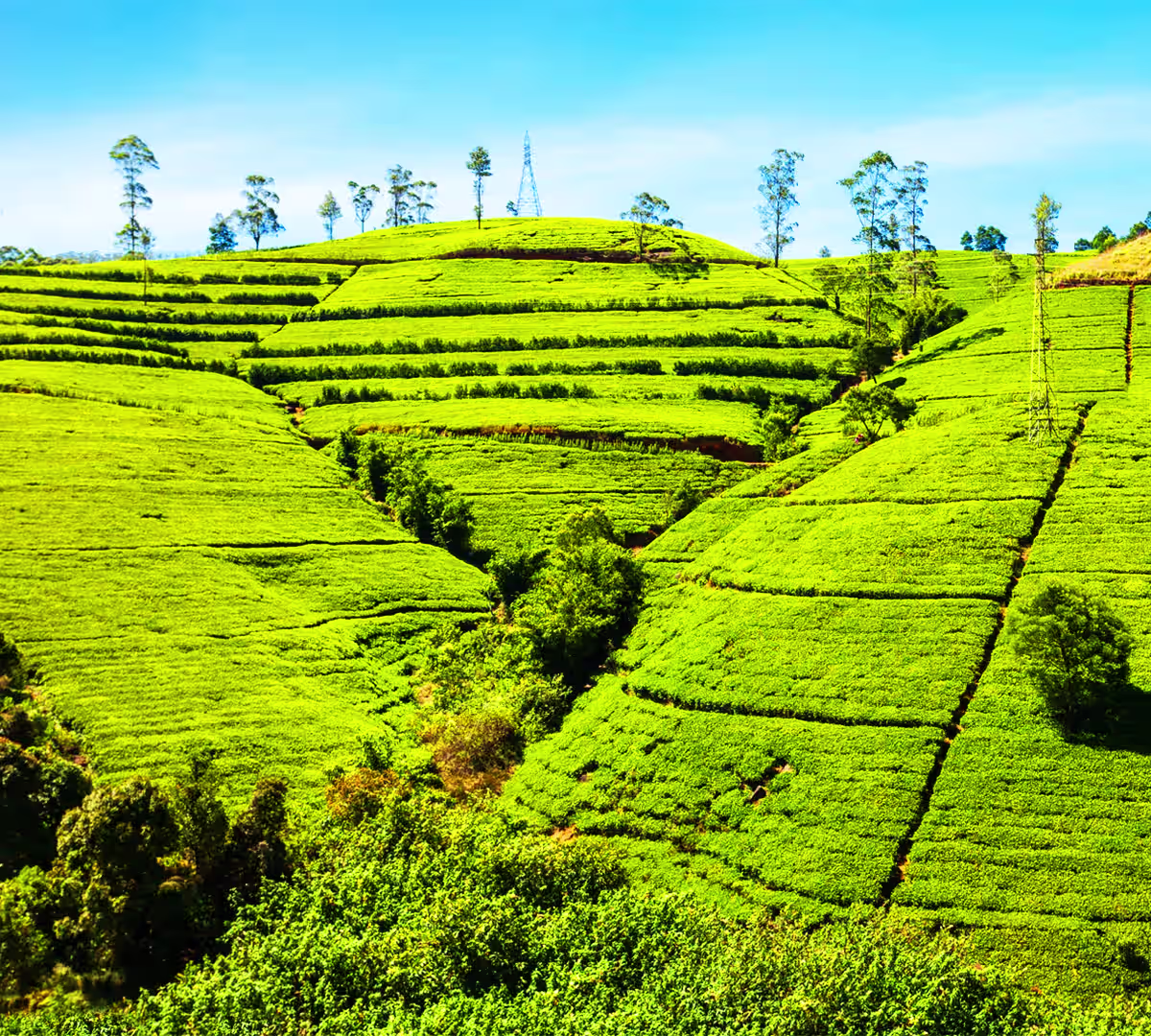 Pedro Tea Estate
