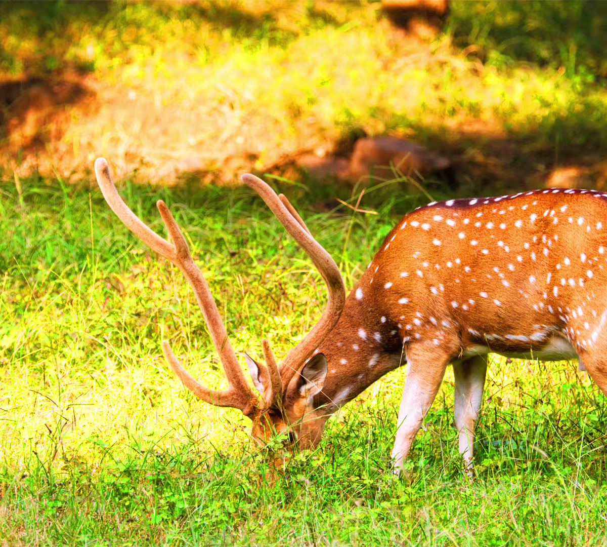 Ranthambore National Park