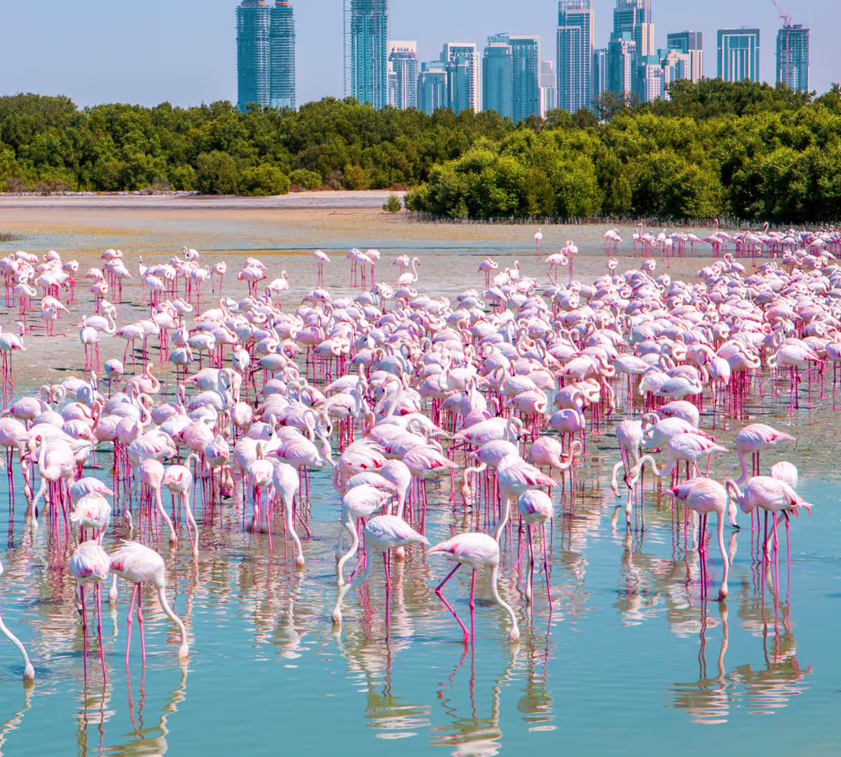 Ras Al Khor Wildlife Sanctuary