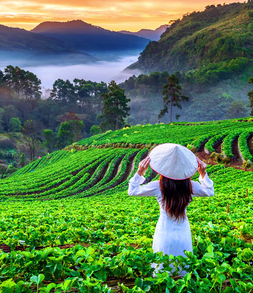 Sapa
