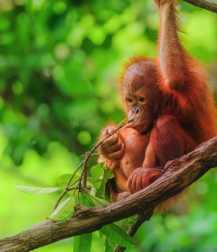 Sepilok Orangutan Rehabilitation Centre