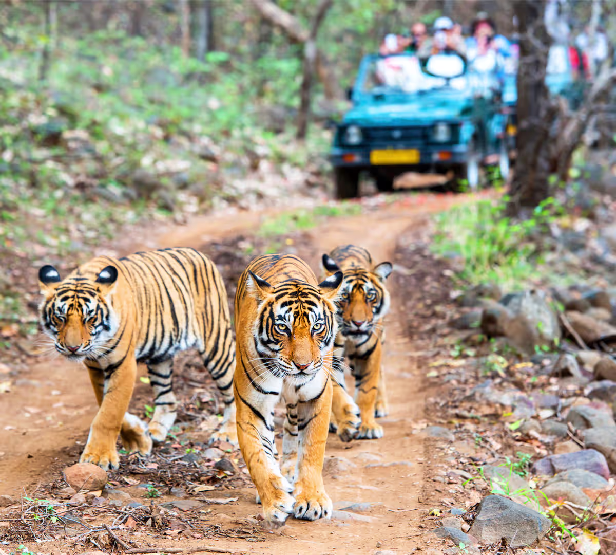 Things to Do in Ranthambore