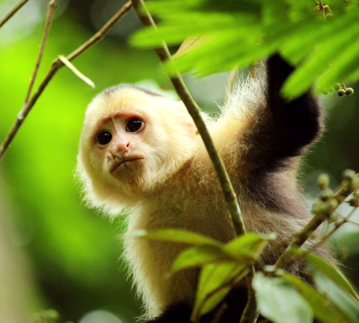 Tortuguero National Park
