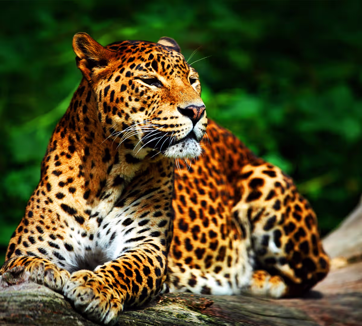 Yala National Park
